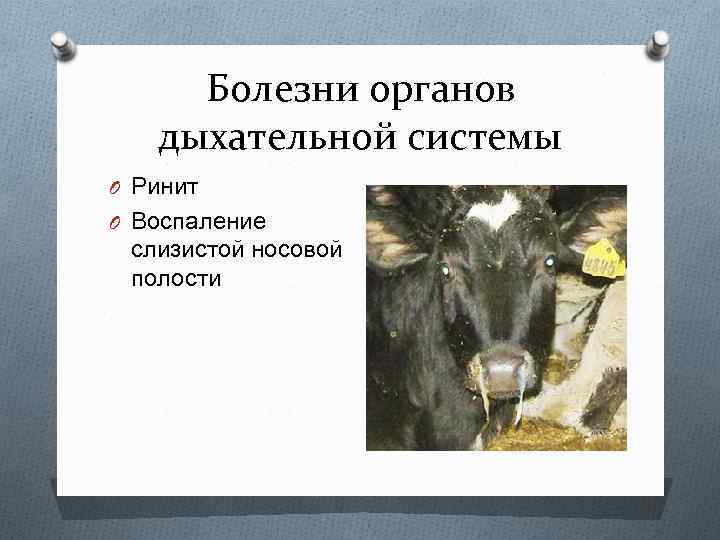 Болезни органов дыхательной системы O Ринит O Воспаление слизистой носовой полости 