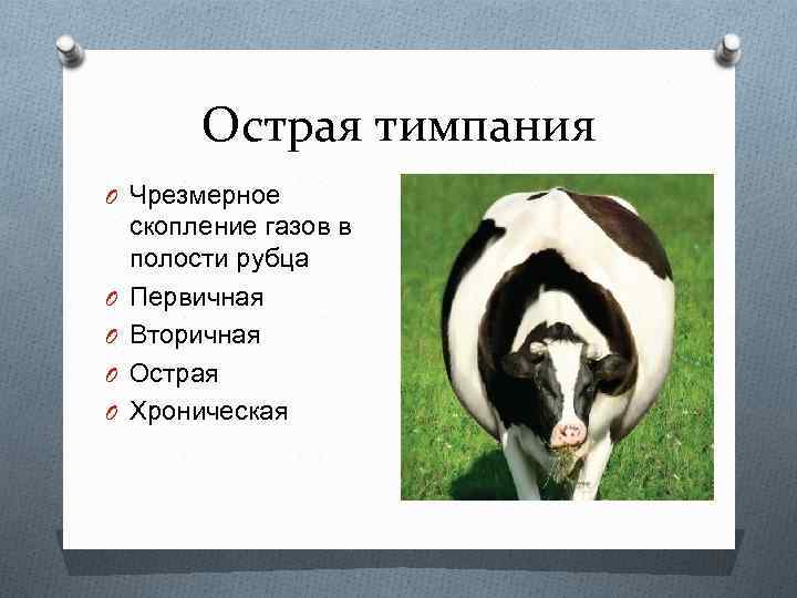 Острая тимпания O Чрезмерное O O скопление газов в полости рубца Первичная Вторичная Острая