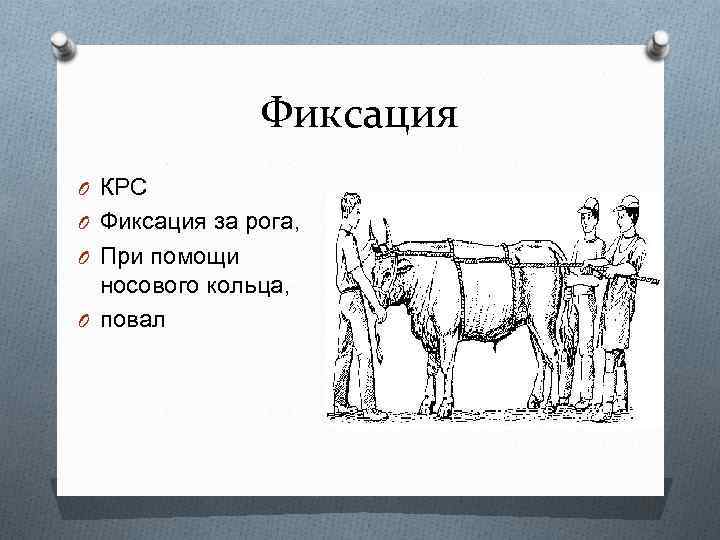 Фиксация O КРС O Фиксация за рога, O При помощи носового кольца, O повал