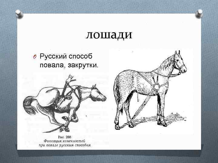 Русский способ. Методы повала лошадей. Белорусский способ повала лошадей.