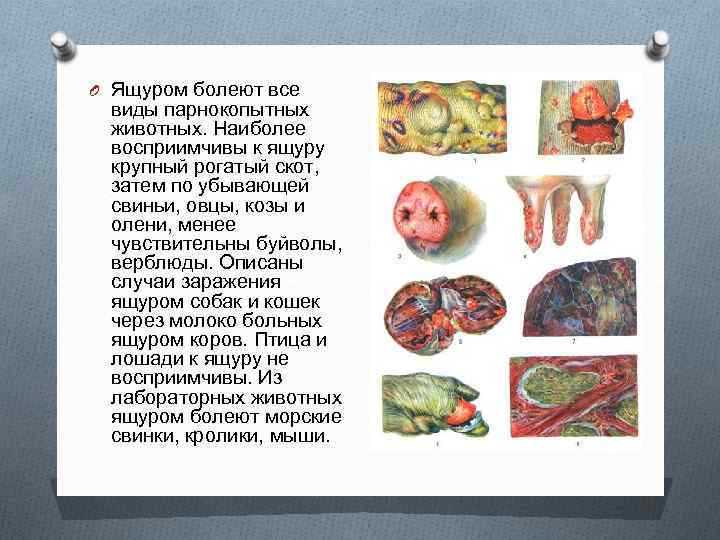 O Ящуром болеют все виды парнокопытных животных. Наиболее восприимчивы к ящуру крупный рогатый скот,