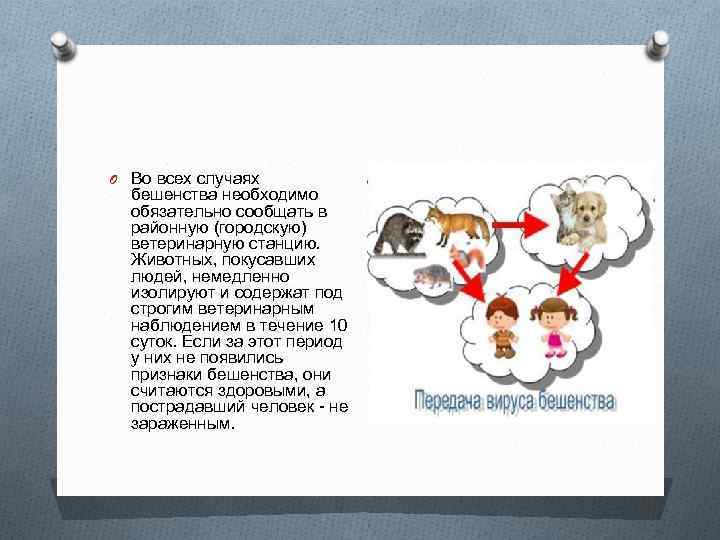 O Во всех случаях бешенства необходимо обязательно сообщать в районную (городскую) ветеринарную станцию. Животных,