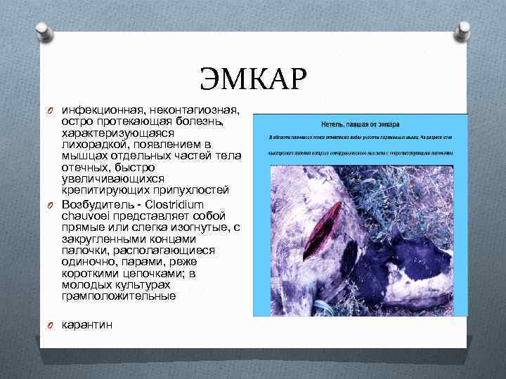 ЭМКАР O инфекционная, неконтагиозная, остро протекающая болезнь, характеризующаяся лихорадкой, появлением в мышцах отдельных частей