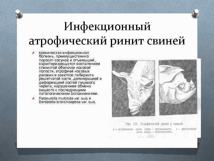 Инфекционный атрофический ринит свиней O O хроническая инфекционная болезнь, преимущественно поросят сосунов и отъемышей,