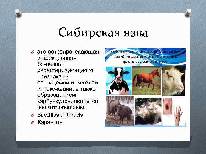 Сибирская язва O это остропротекающая инфекционная бо лезнь, характеризую щаяся признаками септицемии и тяжелой