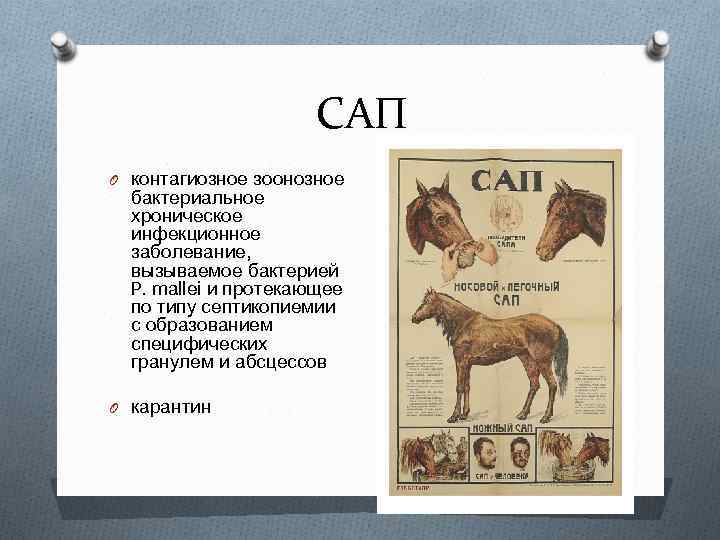 САП O контагиозное зоонозное бактериальное хроническое инфекционное заболевание, вызываемое бактерией P. mallei и протекающее