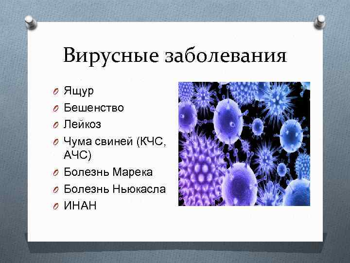 Вирусные заболевания O Ящур O Бешенство O Лейкоз O Чума свиней (КЧС, АЧС) O