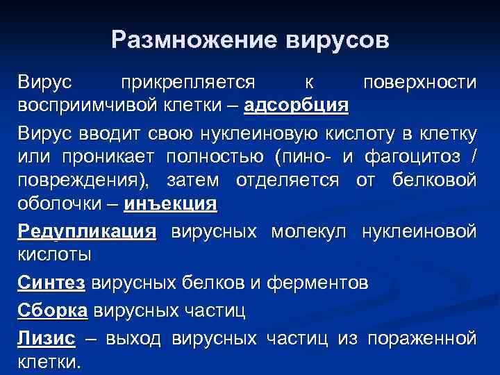 Размножение вирусов Вирус прикрепляется к поверхности восприимчивой клетки – адсорбция Вирус вводит свою нуклеиновую