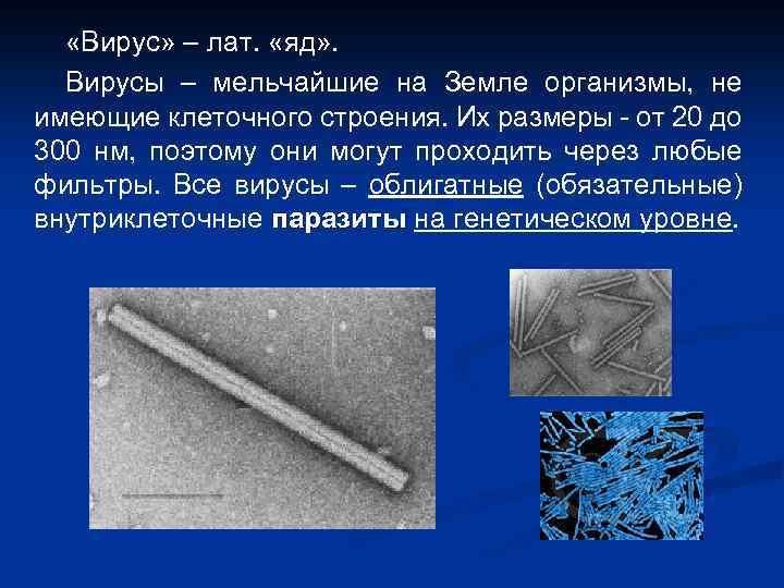  «Вирус» – лат. «яд» . Вирусы – мельчайшие на Земле организмы, не имеющие