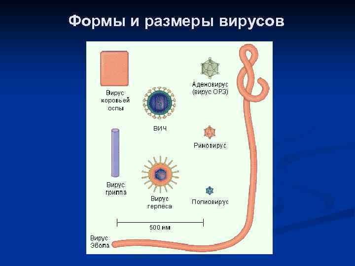 Формы и размеры вирусов 
