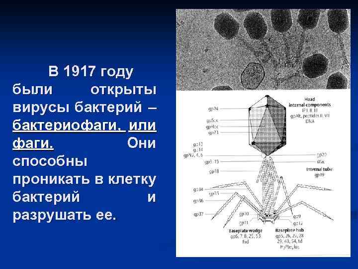 В 1917 году были открыты вирусы бактерий – бактериофаги, или фаги. Они способны проникать