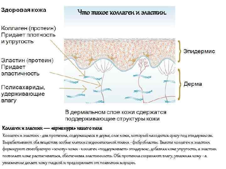 Что такое коллаген и эластин. Коллаген и эластин — «арматура» нашего тела Коллаген и