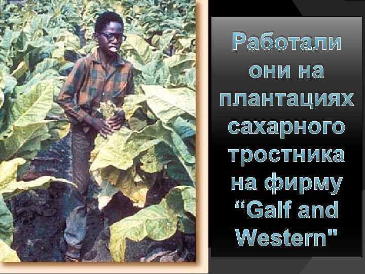 Работали они на плантациях сахарного тростника на фирму “Galf and Western" 