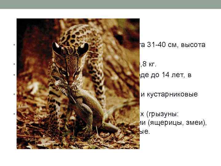  • Размер: длина тела 0, 8 -1, 3 м, хвоста 31 -40 см,