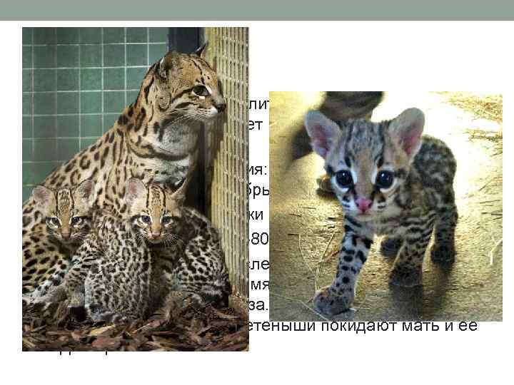 Размножение: • Период эструса у самки длится около 5 дней. Логово для котят самка