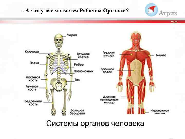 - А что у вас является Рабочим Органом? стр. 35 