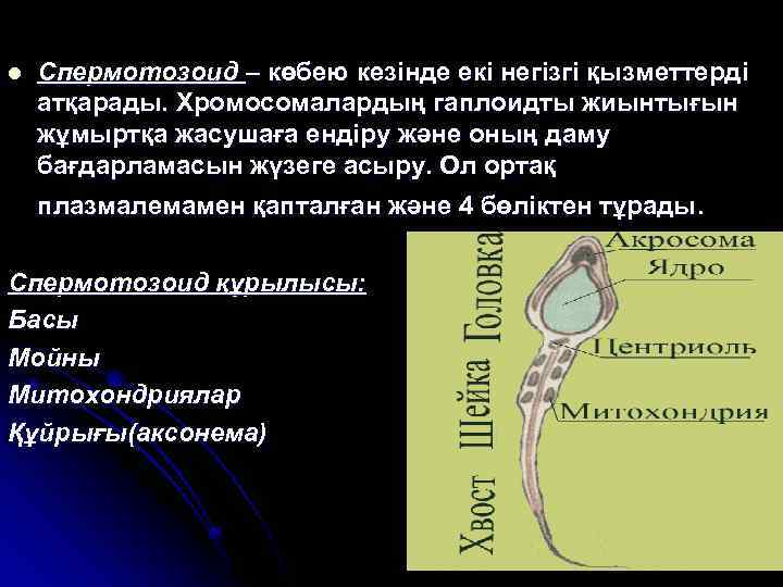 l Спермотозоид – көбею кезінде екі негізгі қызметтерді атқарады. Хромосомалардың гаплоидты жиынтығын жұмыртқа жасушаға