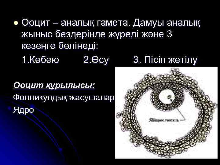 l Ооцит – аналық гамета. Дамуы аналық жыныс бездерінде жүреді және 3 кезеңге бөлінеді: