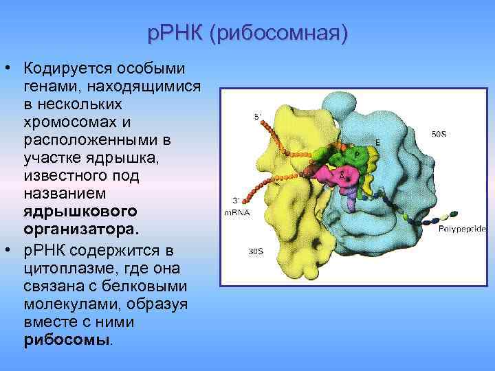 р. РНК (рибосомная) • Кодируется особыми генами, находящимися в нескольких хромосомах и расположенными в