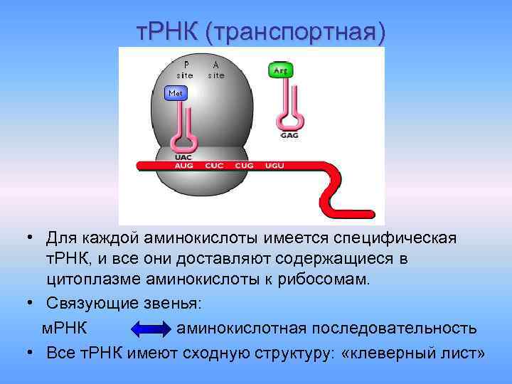 т. РНК (транспортная) • Для каждой аминокислоты имеется специфическая т. РНК, и все они