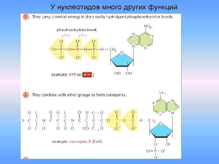 У нуклеотидов много других функций 