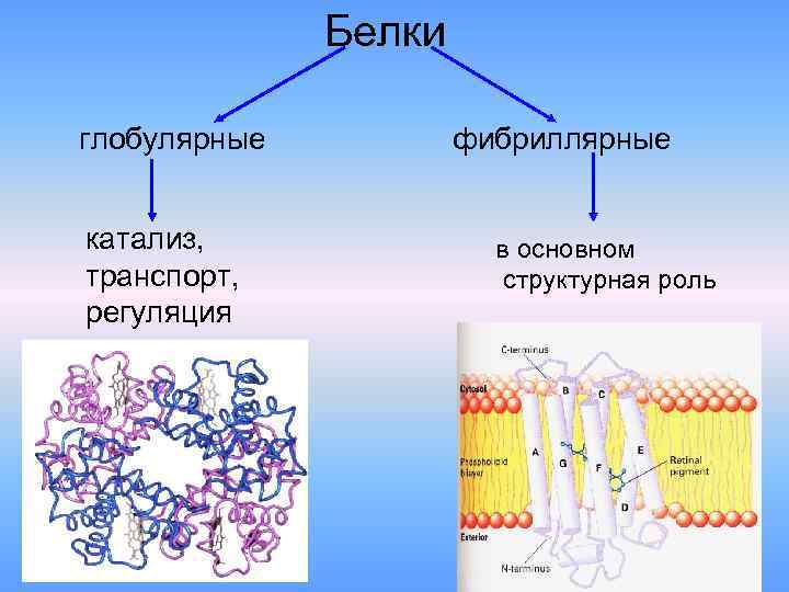 Белки глобулярные катализ, транспорт, регуляция фибриллярные в основном структурная роль 