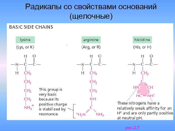 Радикалы со свойствами оснований (щелочные) рис. 2. 7 