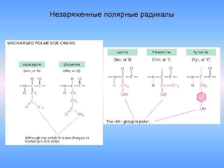 Незаряженные полярные радикалы 