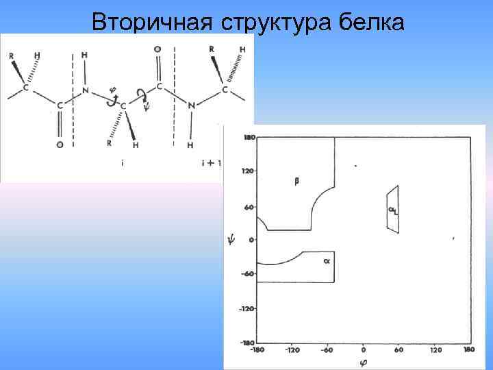 Вторичная структура белка 