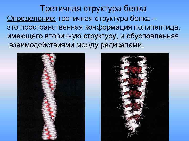 Третичная структура белка Определение: третичная структура белка – это пространственная конформация полипептида, имеющего вторичную