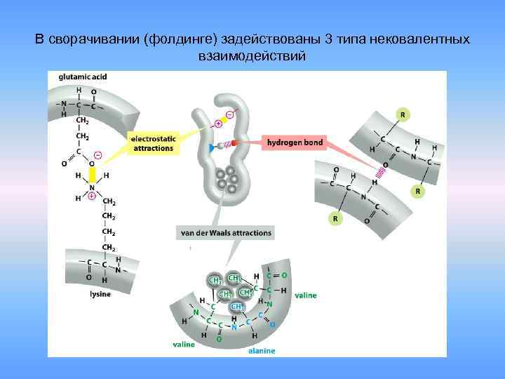 В сворачивании (фолдинге) задействованы 3 типа нековалентных взаимодействий 