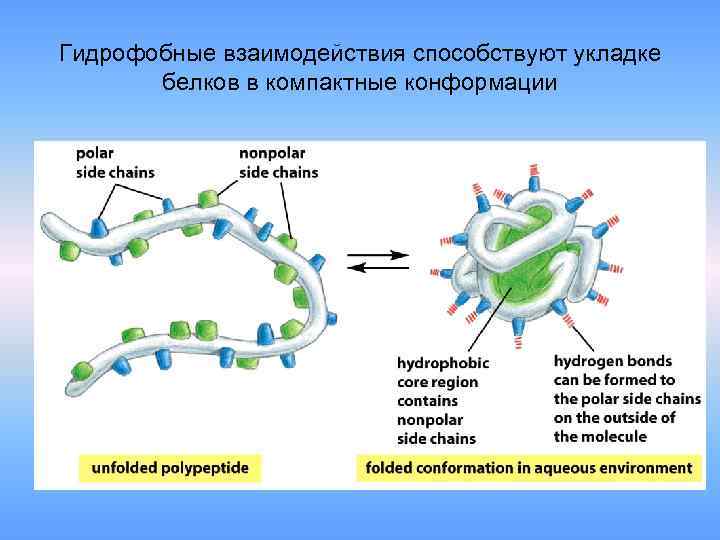 Гидрофобные взаимодействия способствуют укладке белков в компактные конформации 