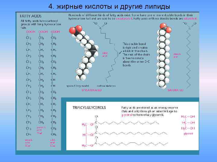 4. жирные кислоты и другие липиды 