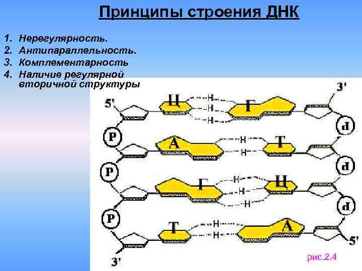 Принципы строения ДНК 1. 2. 3. 4. Нерегулярность. Антипараллельность. Комплементарность Наличие регулярной вторичной структуры