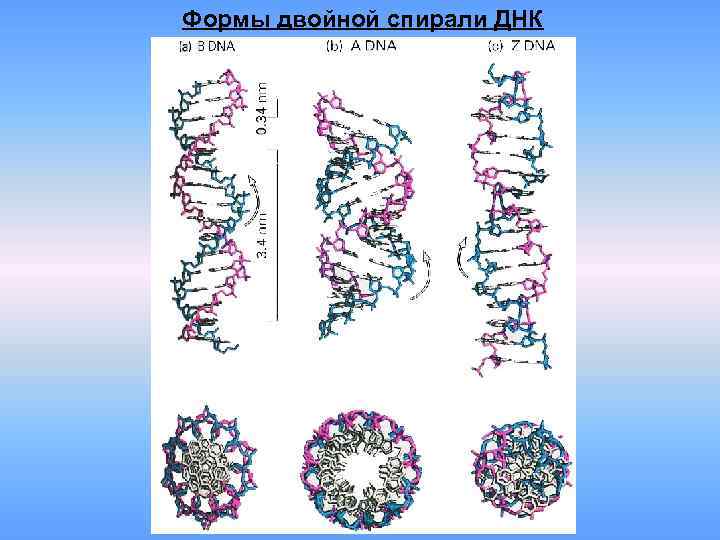 Формы двойной спирали ДНК 