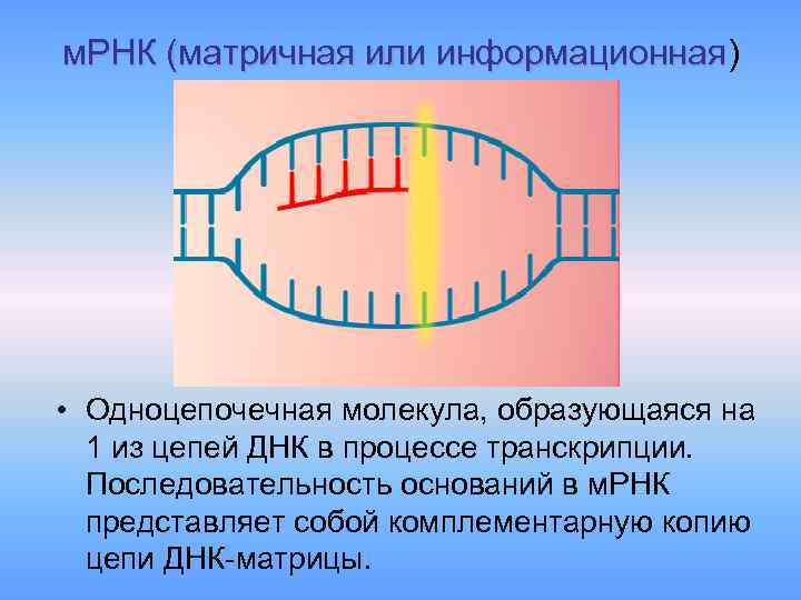 м. РНК (матричная или информационная) м. РНК (матричная или информационная • Одноцепочечная молекула, образующаяся
