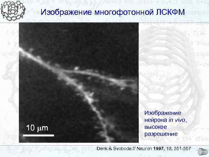 Изображение многофотонной ЛСКФМ Изображение нейрона in vivo, высокое разрешение Denk & Svoboda // Neuron