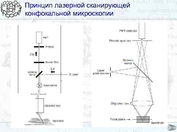 Принцип лазерной сканирующей конфокальной микроскопии 