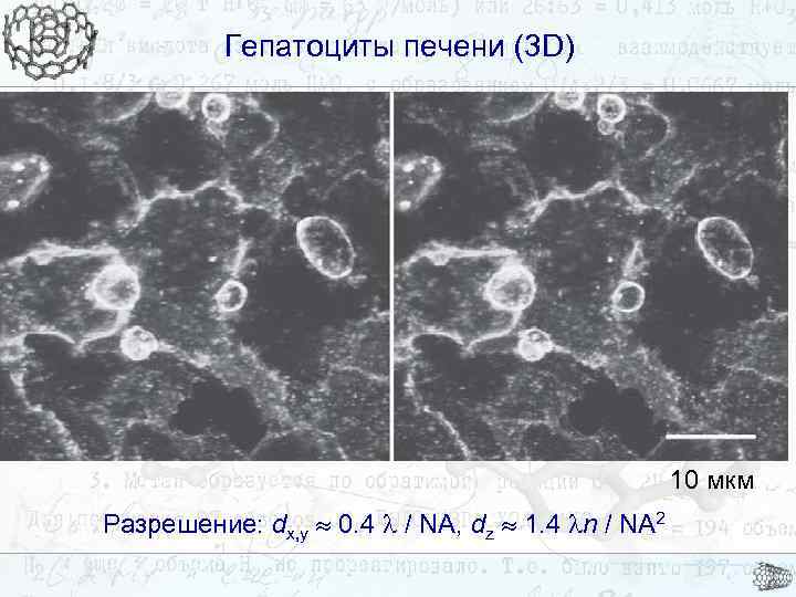 Гепатоциты печени (3 D) 10 мкм Разрешение: dx, y 0. 4 / NA, dz