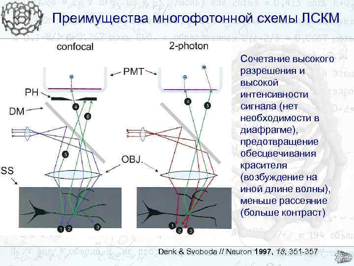 Преимущества многофотонной схемы ЛСКМ Сочетание высокого разрешения и высокой интенсивности сигнала (нет необходимости в