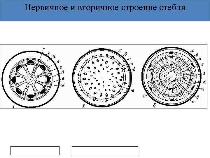 Первичное и вторичное строение стебля 