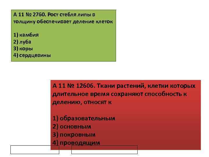 A 11 № 2760. Рост стебля липы в толщину обеспечивает деление клеток 1) камбия