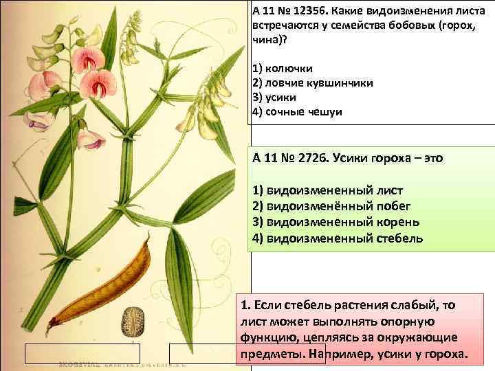 A 11 № 12356. Какие видоизменения листа встречаются у семейства бобовых (горох, чина)? 1)