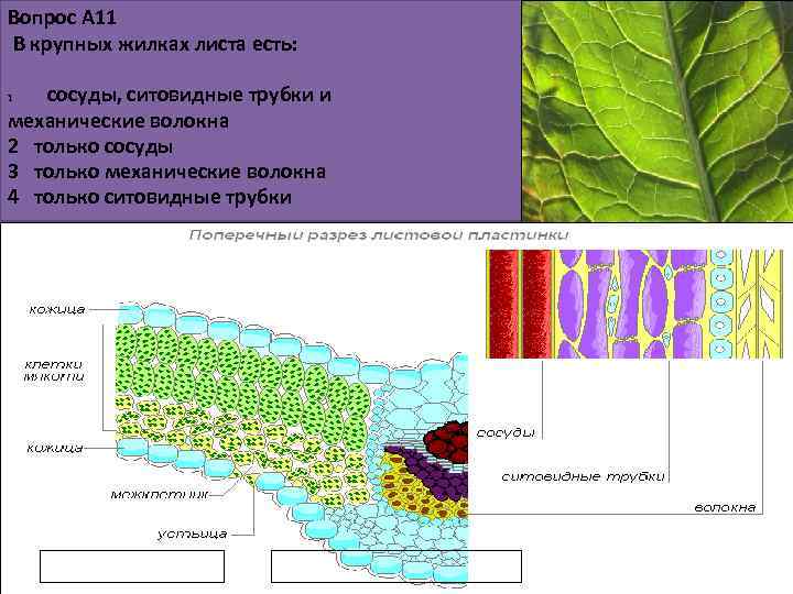Какую функцию выполняют сосуды у растений 2.2. Сосуды жилки листа. Волокна жилки листа. Жилки листа состоят из. Строение сосудов листа.