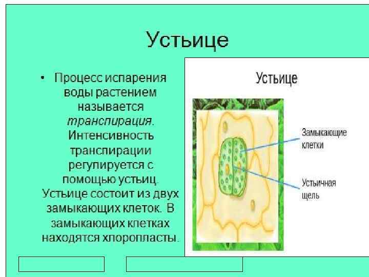 Число устьиц на листе огромно больше. Расположение устьиц у растений. Устьица у растений состоят из. Функции устьиц. Функции устьиц у растений.