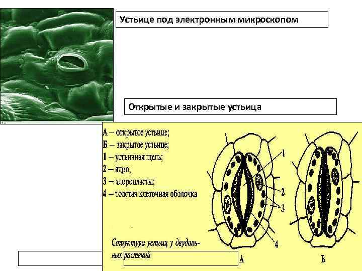 Устьице под электронным микроскопом Открытые и закрытые устьица 