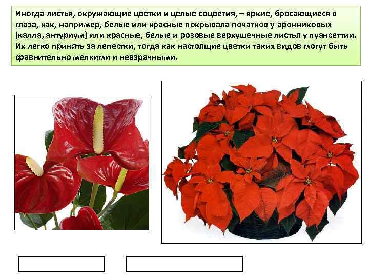 Иногда листья, окружающие цветки и целые соцветия, – яркие, бросающиеся в глаза, как, например,