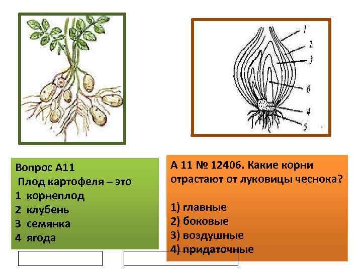 Вопрос A 11 Плод картофеля – это 1 корнеплод 2 клубень 3 семянка 4