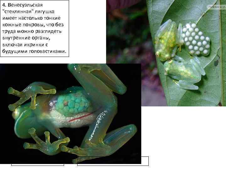 4. Венесуэльская 