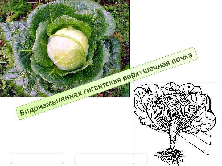 ая в нтск н зме дои Ви гига ная ен уше ерх очка ая